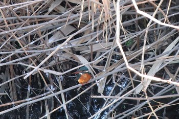 カワセミ 伝宇川 2019年1月29日(火)