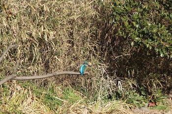 Common Kingfisher 不動池 Tue, 1/29/2019