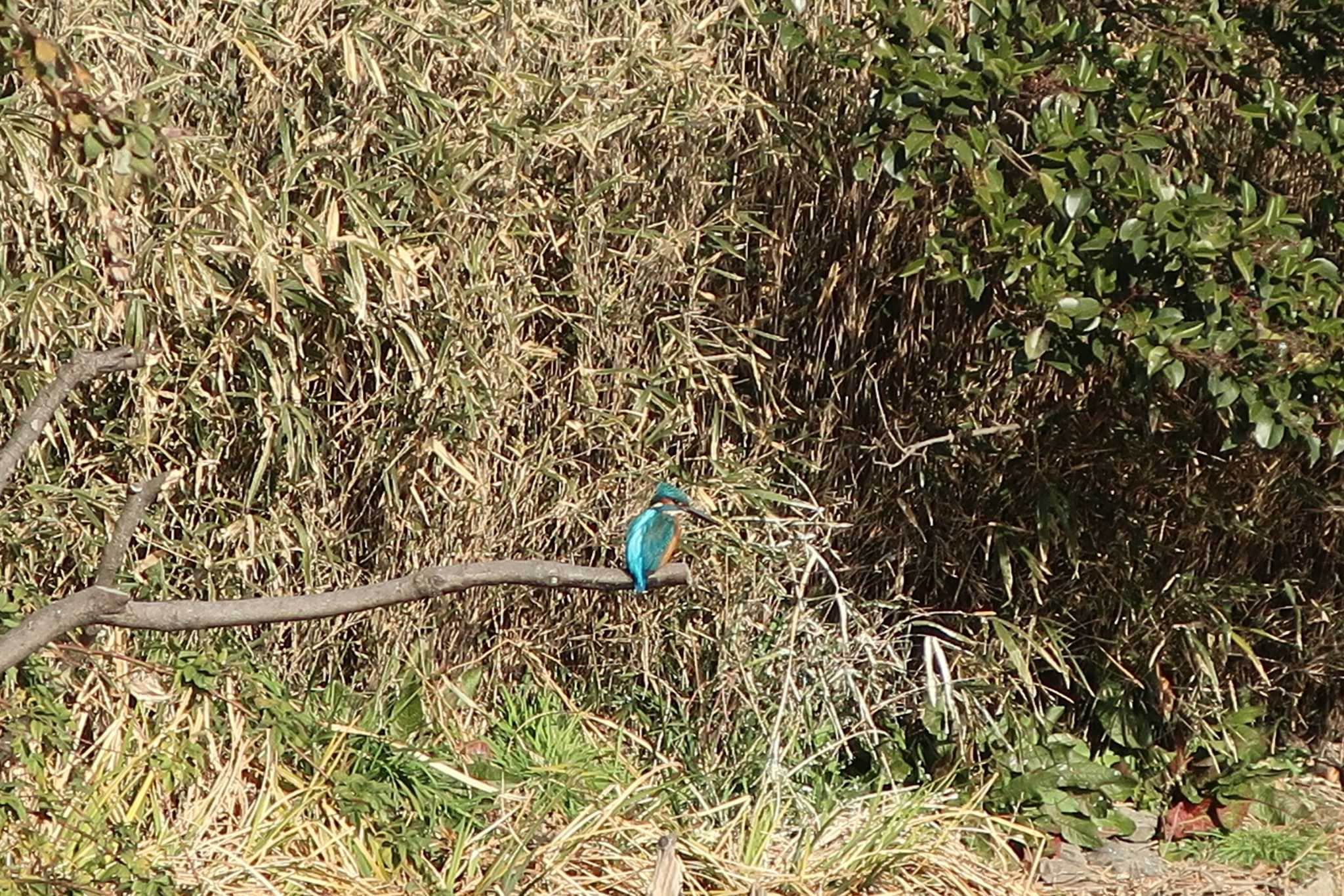 Photo of Common Kingfisher at 不動池 by どばと