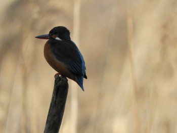 Common Kingfisher 川口市 Wed, 1/30/2019