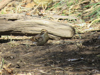 Ochre-rumped Bunting Ooaso Wild Bird Forest Park Thu, 2/21/2019