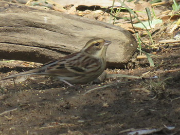 Ochre-rumped Bunting Ooaso Wild Bird Forest Park Thu, 2/21/2019