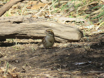 Ochre-rumped Bunting Unknown Spots Thu, 2/21/2019