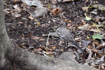 2017年7月30日(日) 六義園の野鳥観察記録