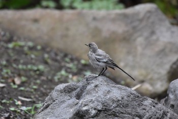 ハクセキレイ 六義園 2017年7月30日(日)