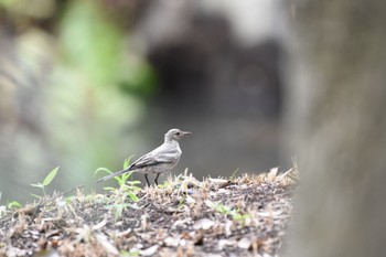 ハクセキレイ 六義園 2017年7月30日(日)