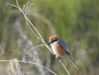 Bull-headed Shrike 天白川 Sat, 1/13/2024