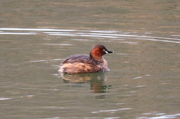 2019年2月21日(木) 三ツ池公園(横浜市鶴見区)の野鳥観察記録