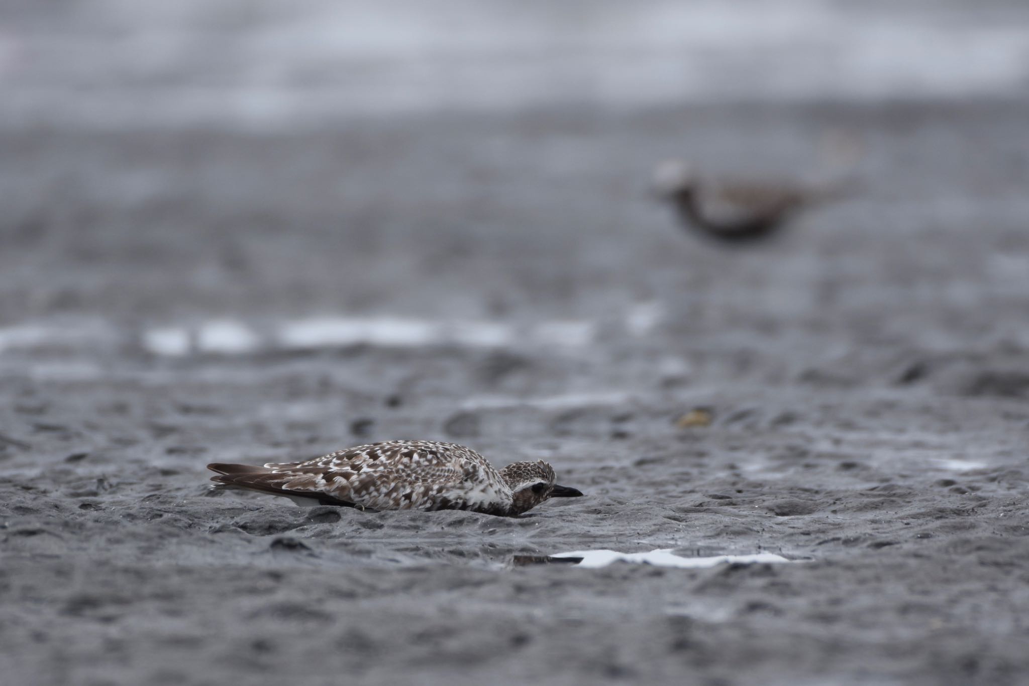 ふなばし三番瀬海浜公園 ムナグロの写真 by Hofstadter2303