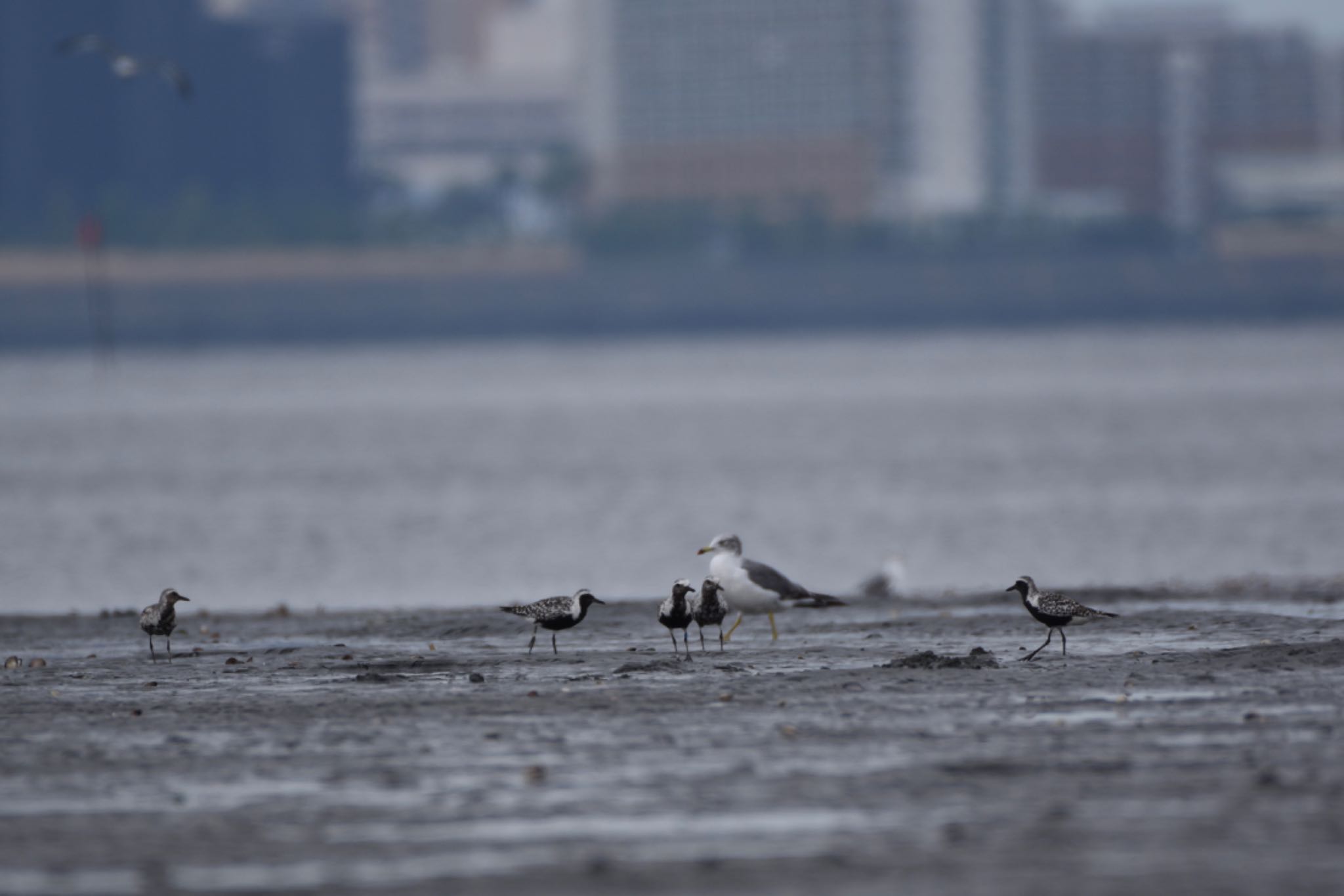 ふなばし三番瀬海浜公園 ダイゼンの写真 by Hofstadter2303