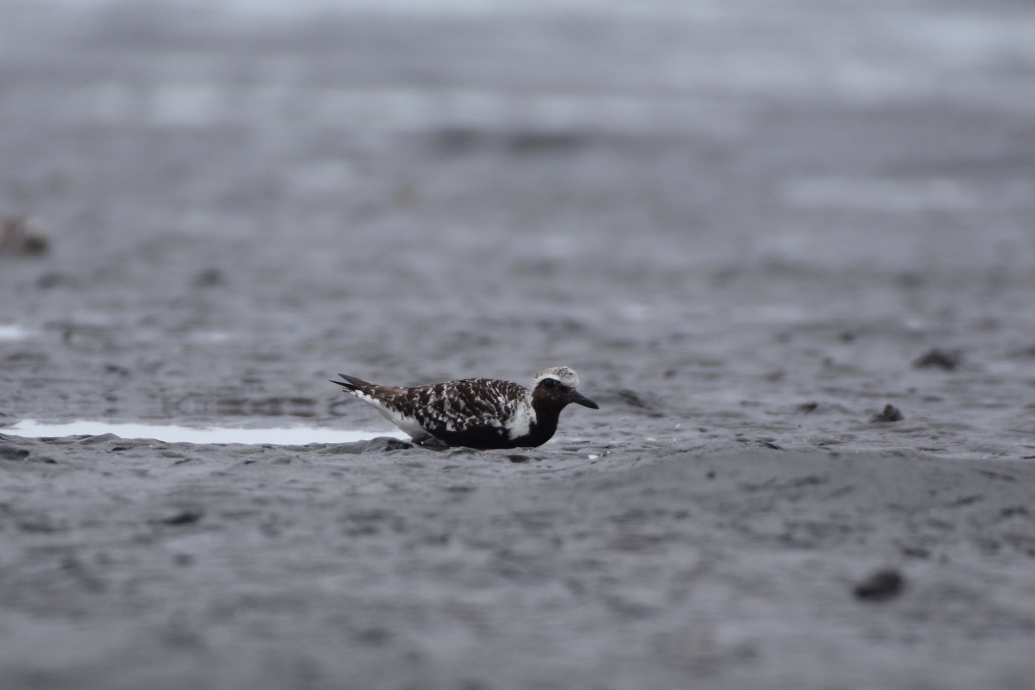 ふなばし三番瀬海浜公園 ダイゼンの写真 by Hofstadter2303