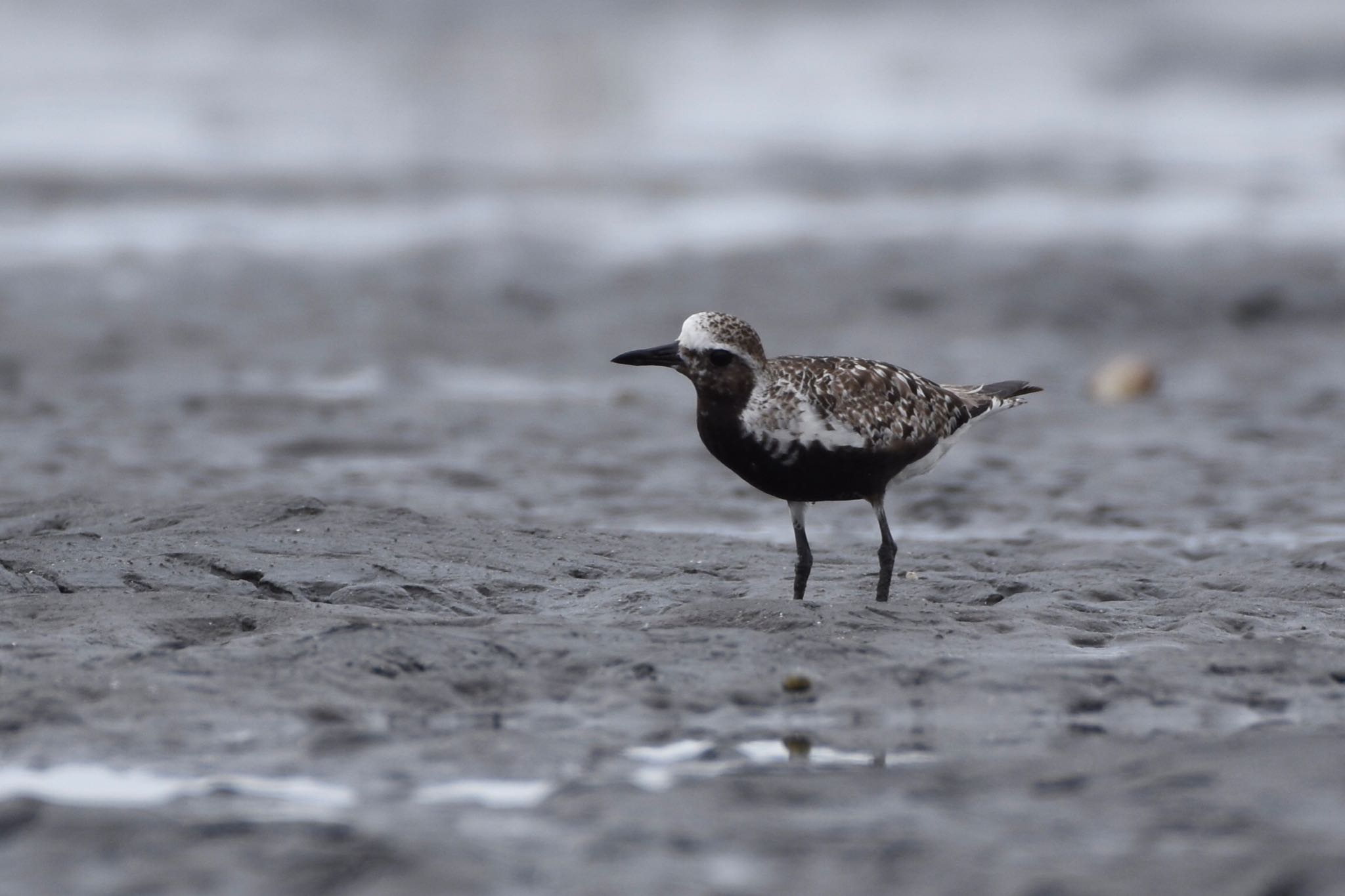 ふなばし三番瀬海浜公園 ムナグロの写真 by Hofstadter2303