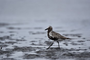 ムナグロ ふなばし三番瀬海浜公園 2017年8月20日(日)