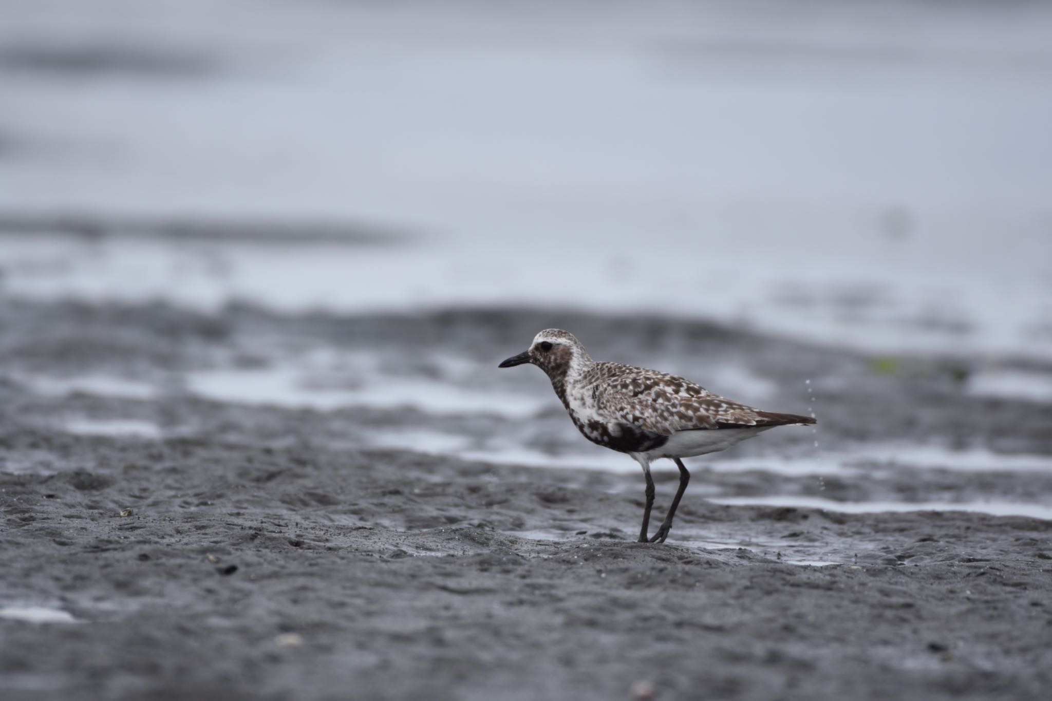 ふなばし三番瀬海浜公園 ムナグロの写真 by Hofstadter2303