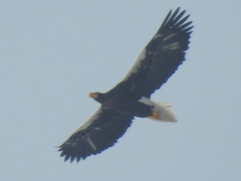 Steller's Sea Eagle 創成川緑地(札幌) Fri, 2/22/2019