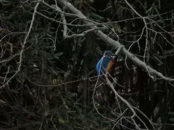 Common Kingfisher 不動池 Tue, 2/5/2019