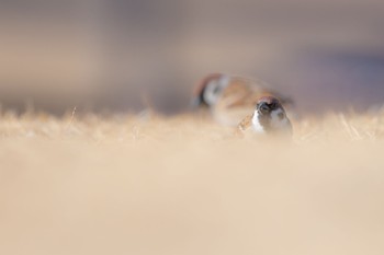 スズメ どっかの公園 2019年2月20日(水)