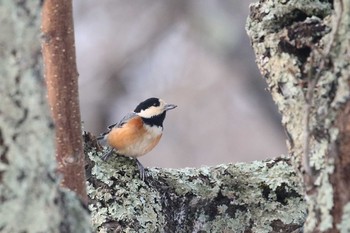 ヤマガラ 北海道 函館市 見晴公園 2019年2月22日(金)