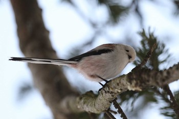 シマエナガ 北海道 函館市 見晴公園 2019年2月22日(金)