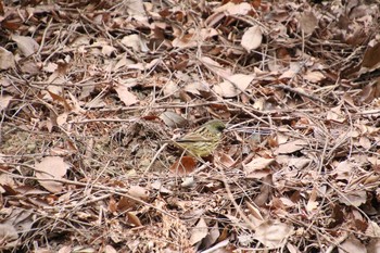 Masked Bunting 生田緑地 Sun, 2/17/2019