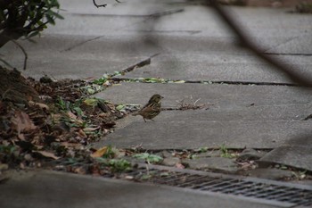 Masked Bunting 生田緑地 Sun, 2/17/2019