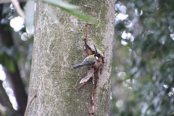 Japanese Tit 生田緑地 Sun, 2/17/2019