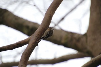 Japanese Pygmy Woodpecker 生田緑地 Sun, 2/17/2019
