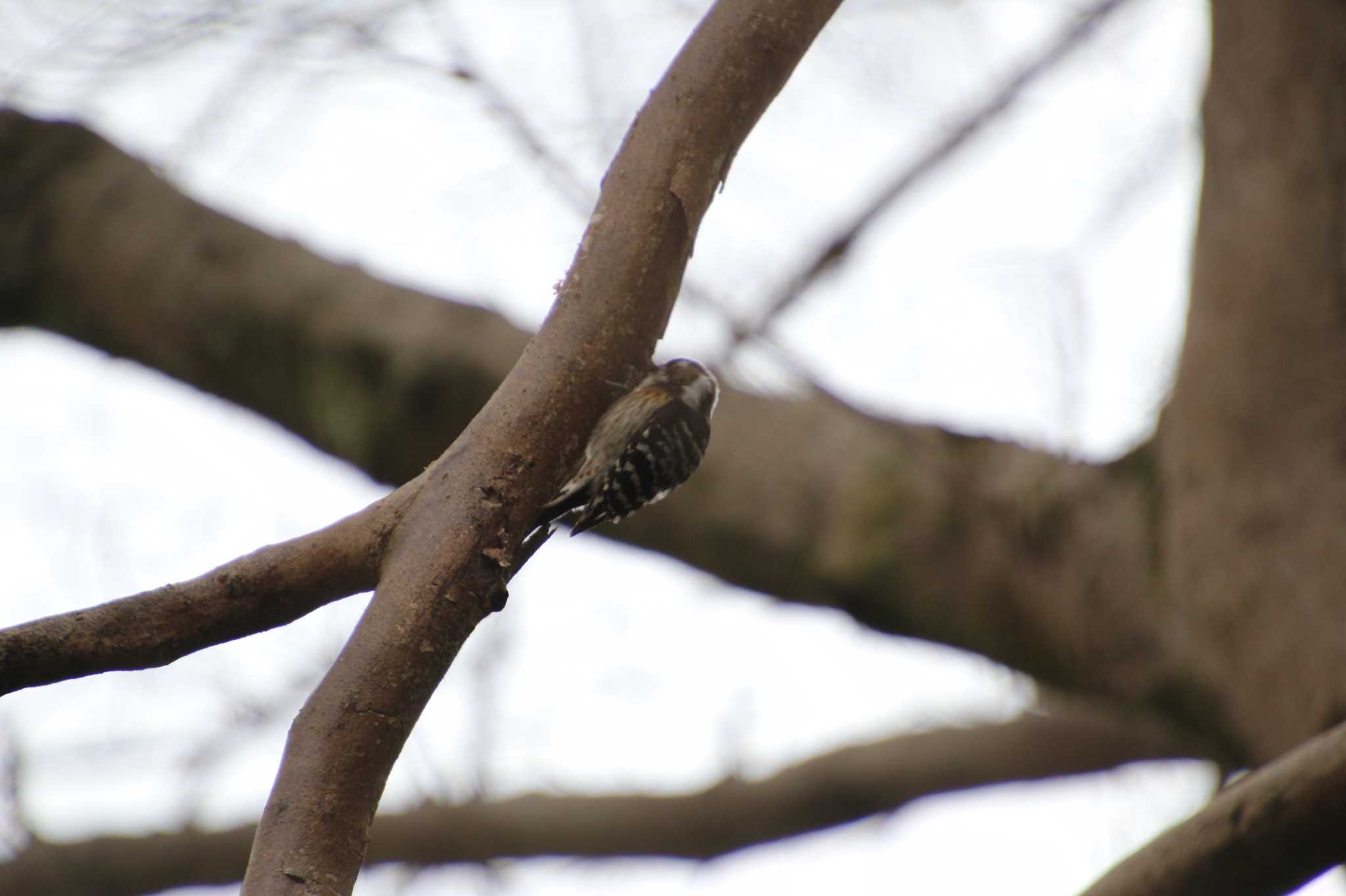 Photo of Japanese Pygmy Woodpecker at 生田緑地 by るなりん