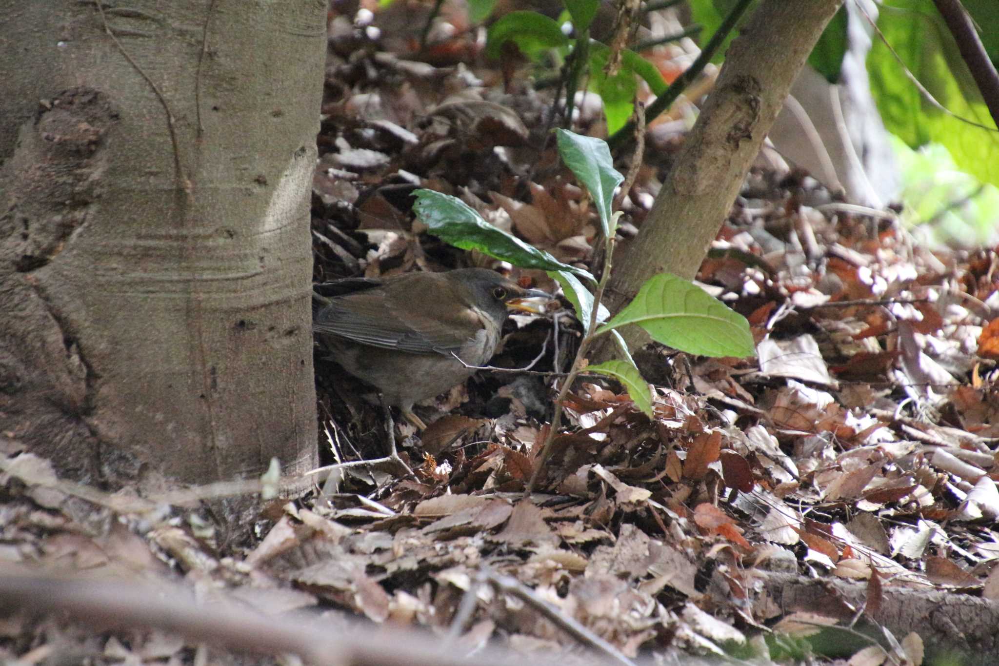 Photo of Pale Thrush at 生田緑地 by るなりん