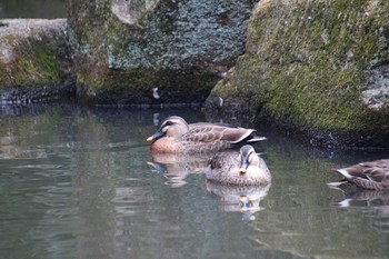 カルガモ 東高根森林公園 2019年2月16日(土)