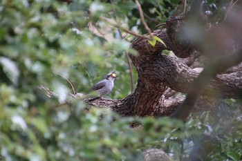 ヒヨドリ 東高根森林公園 2019年2月16日(土)