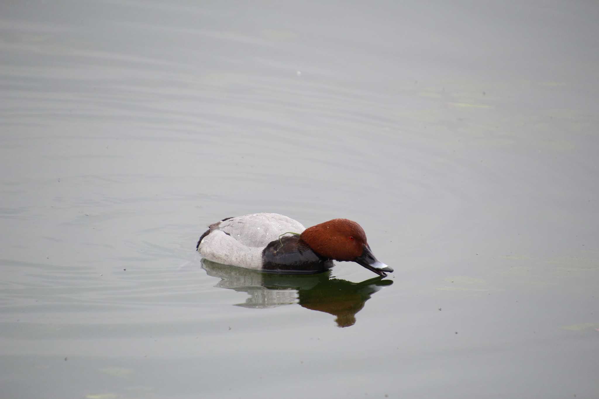 Common Pochard