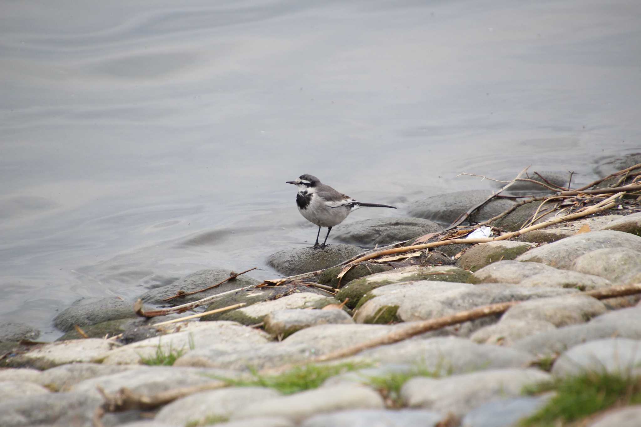 White Wagtail