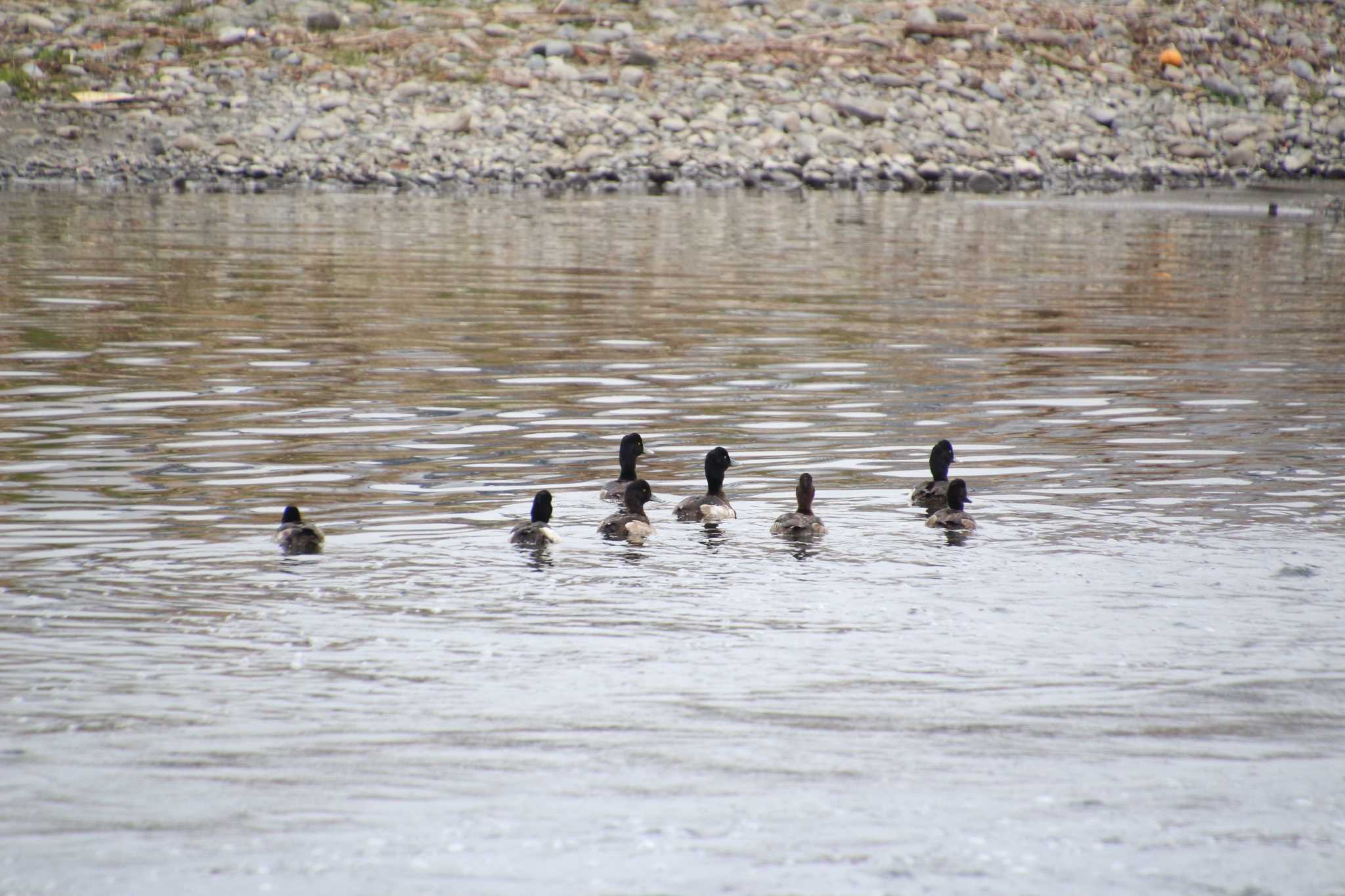 Tufted Duck