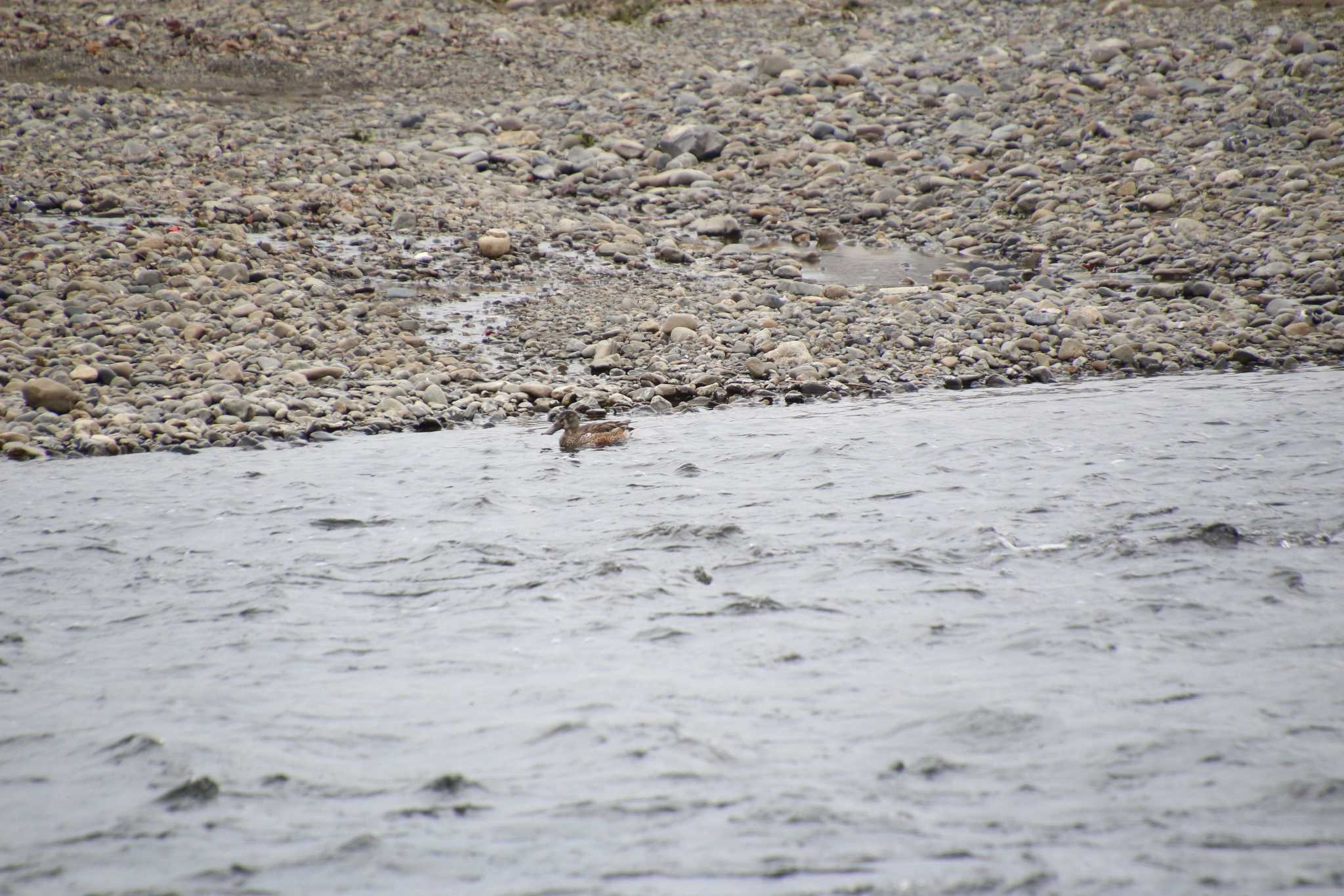 Northern Shoveler