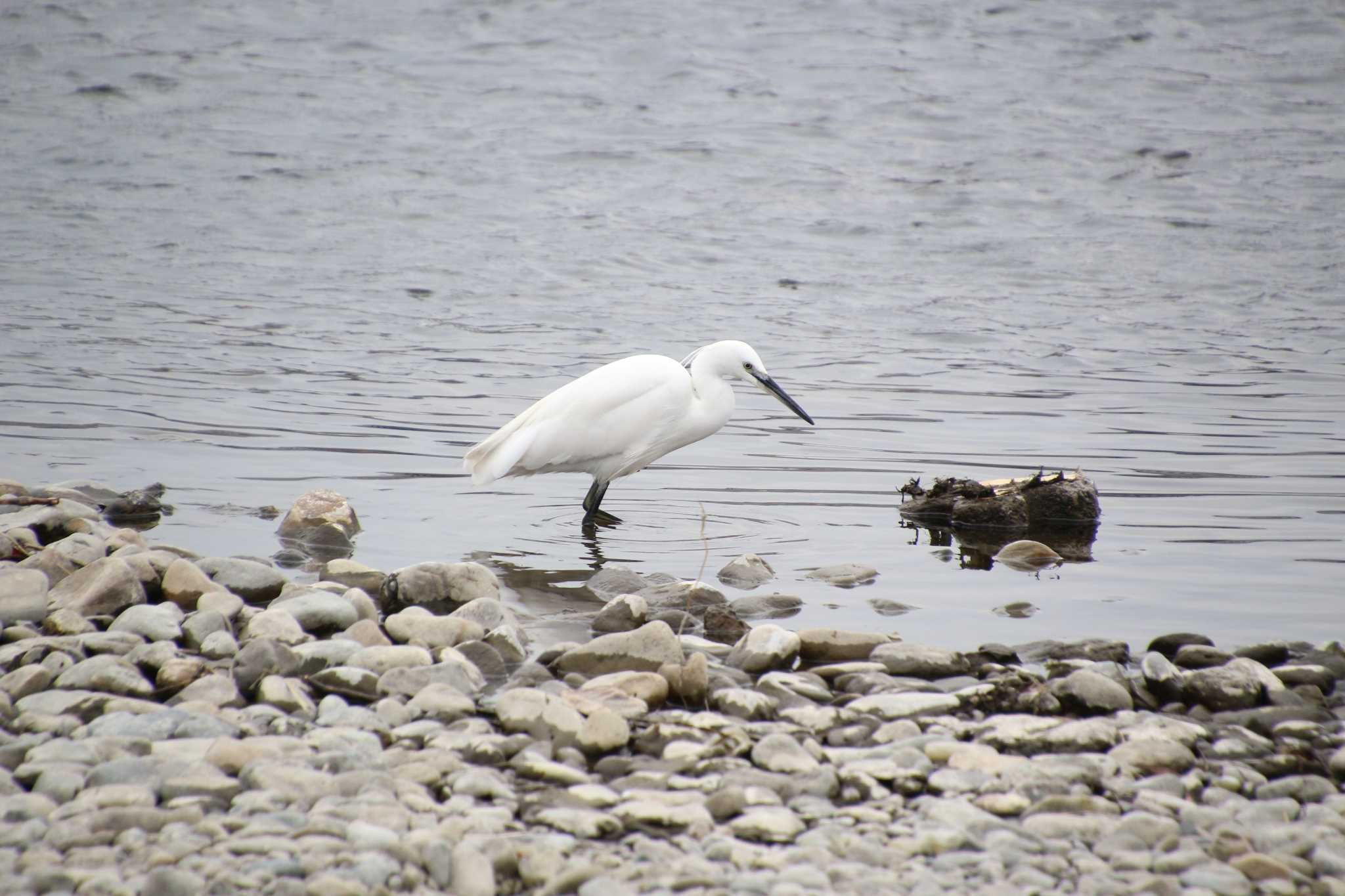 Little Egret