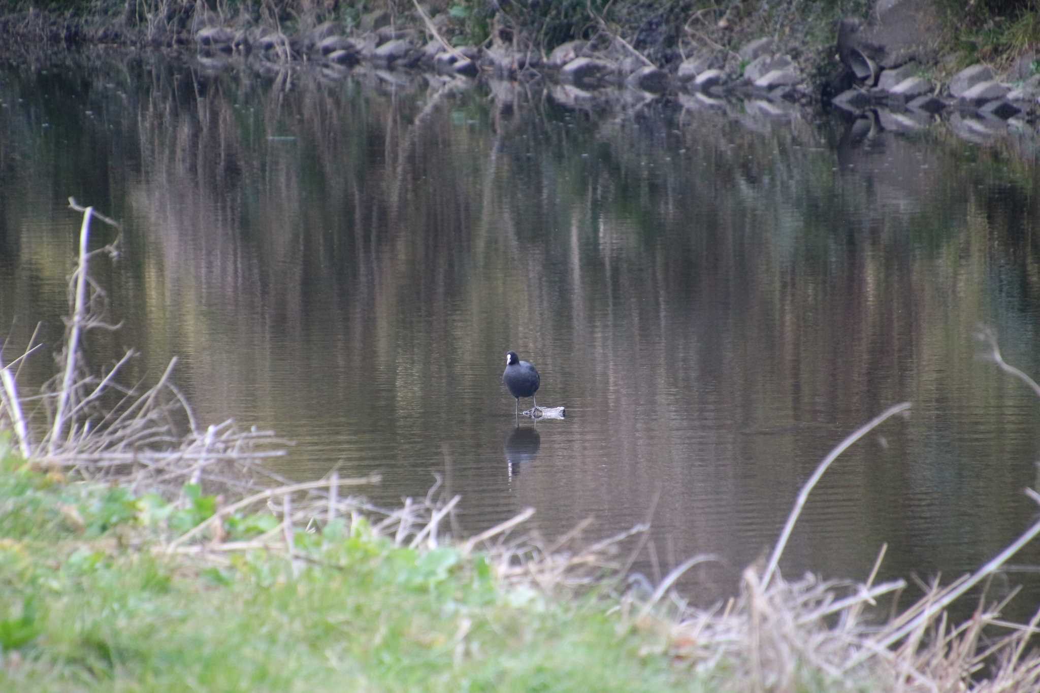 Photo of Eurasian Coot at 多摩川 by るなりん