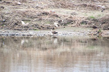 2019年2月11日(月) 多摩川の野鳥観察記録