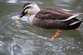 カルガモ 東高根森林公園 2019年2月11日(月)