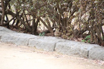 アオジ 東高根森林公園 2019年2月11日(月)