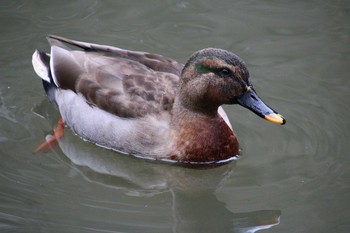 マルガモ 東高根森林公園 2019年2月11日(月)