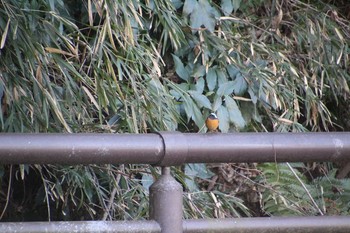 Daurian Redstart 生田緑地 Sat, 2/16/2019