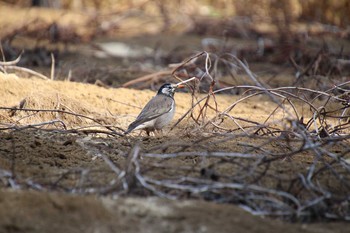 White-cheeked Starling 生田緑地 Sat, 2/16/2019