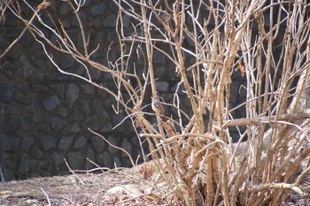 Daurian Redstart 生田緑地 Sat, 2/16/2019