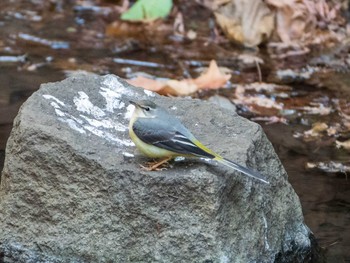 2019年2月17日(日) 新宿御苑の野鳥観察記録