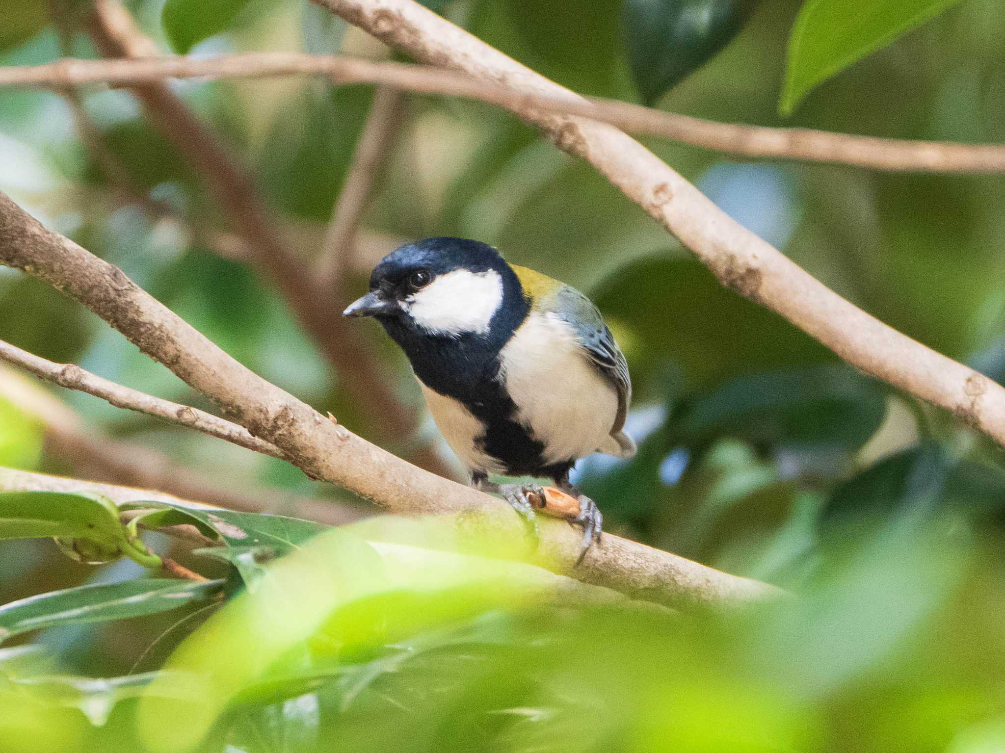 シジュウカラ