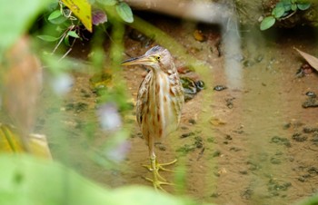 Yellow Bittern Chinese garden Mon, 1/28/2019