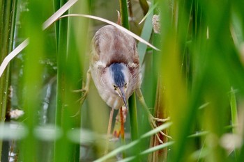 Yellow Bittern Chinese garden Mon, 1/28/2019