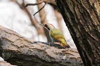 2019年2月22日(金) 三ツ池公園(横浜市鶴見区)の野鳥観察記録