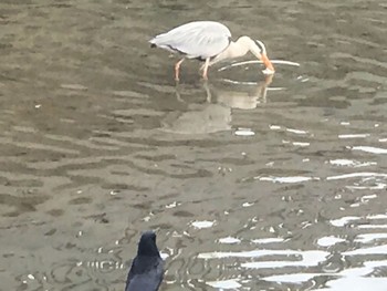 アオサギ 猿猴川 2019年2月21日(木)